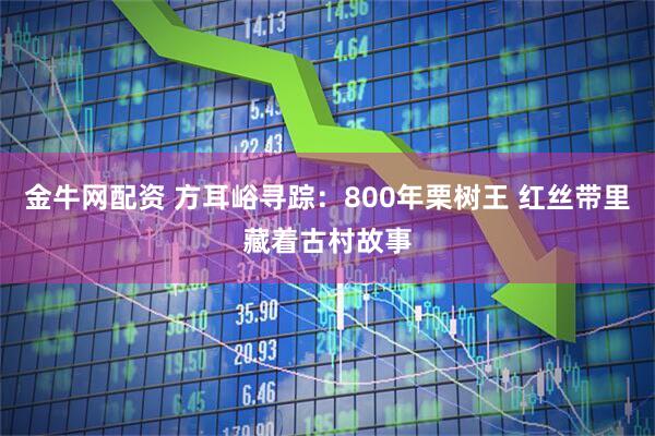 金牛网配资 方耳峪寻踪：800年栗树王 红丝带里藏着古村故事